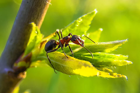 nero, rosso, formica, priroda, macro, animale, temi animali, insetto, fauna selvatica, invertebrato, un animale, animali allo stato selvatico, avvicinamento, pianta, natura, colore verde, parte vegetale, foglia, parte del corpo animale, nessuno, bellezza nella natura, pianta fiorita, fiore, all'aperto, gamba animale, 5K, CC0, dominio pubblico, privo di copyright