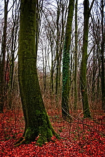 albero, foresta, strano, natura, foresta d'autunno, pianta, tronco d'albero, terra, tronco, la tranquillità, crescita, bellezza nella natura, autunno, modificare, scena tranquilla, nessuno, bosco, giorno, scenics - natura, foglia, parte vegetale, scena non urbana, all'aperto, 4K, CC0, dominio pubblico, privo di copyright