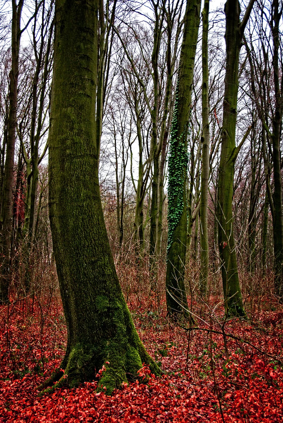 albero, foresta, strano, natura, foresta d'autunno, pianta, tronco d'albero, terra, tronco, la tranquillità, crescita, bellezza nella natura, autunno, modificare, scena tranquilla, nessuno, bosco, giorno, scenics - natura, foglia, parte vegetale, scena non urbana, all'aperto, 4K