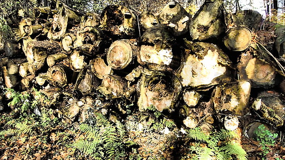forest, autumn, shadow, trees, fall foliage, autumn forest, back light, full frame, no people, tree, nature, backgrounds, wood - material, day, textured, close-up, plant, outdoors, sunlight, tree trunk, trunk, abundance, wood, rough, directly above, high angle view, large group of objects, bark, 4K, CC0, public domain, royalty free