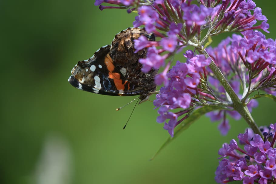 papallona, patró, polinització, pol·linitzador, insecte, arbust de papallones, lepidòpters, macro, natural, flor, vida salvatge, verd, estiu, fauna, jardí, color, meme, un animal, porpra, fragilitat, naturalesa, planta amb flors, temes d'animals, invertebrat, planta, animal, fauna animal, bellesa a la natura, animals a la natura, vulnerabilitat, frescor, papallona - insecte, ala dels animals, primer pla, pètal, cap de flor, cap gent, a l'aire lliure, lila, 5K