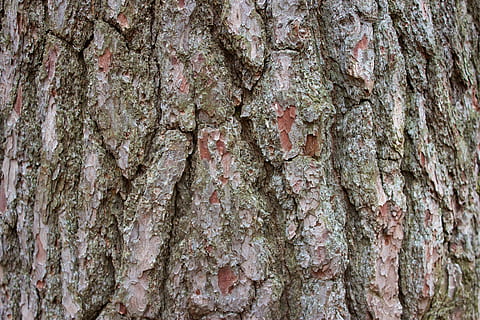 trebark, ujevn, brun, tekstur, tre, bark, skog, bakgrunn, trestamme, strukturert, nærbilde, full ramme, stamme, anlegg, ingen folk, plantebark, mønster, dag, vekst, tre - materiale, utendørs, natur, naturlig mønster, seighet, lichen, 5K, CC0, offentlig domene, opphavsrett gratis