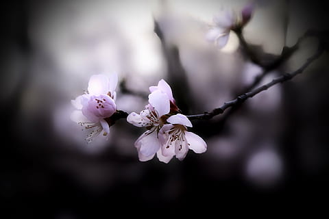 peach blossom, spring, nature, branch, springtime, tree, petal, flower, blossom, plant, flower Head, white, pink Color, freshness, close-up, season, cherry Blossom, beauty In Nature, flowering plant, fragility, vulnerability, growth, inflorescence, focus on foreground, no people, outdoors, pollen, cherry tree, 5K, CC0, public domain, royalty free