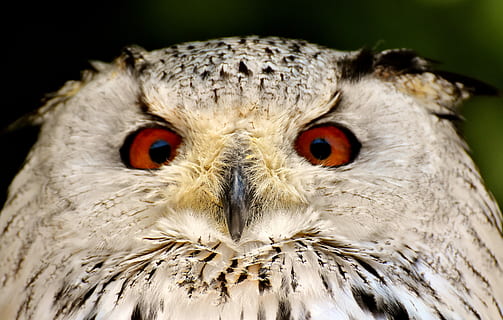 white, brown, owl, bird, feather, eagle owl, animals, wild bird, cute, head, bill, plumage, nature, animal world, fly, wildpark poing, animal themes, animal, bird of prey, one animal, animals in the wild, close-up, animal body part, animal wildlife, looking at camera, vertebrate, portrait, focus on foreground, beak, animal head, no people, day, animal eye, falcon - bird, 5K, CC0, public domain, royalty free