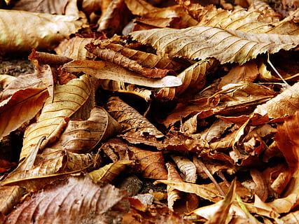 primer pla, fotografia, marró, sec, fulles, tardor, full, caure, naturalesa, color, temporada, fullatge, estacional, patró, daurat, bosc, textura, de novembre, teló de fons, caigut, octubre, setembre, medi ambient, a l'aire lliure, natural, fons, arbre, groc, marc complet, menjar, menjar i beguda, cap gent, abundància, gran grup d'objectes, natura morta, part de la planta, vegetals, dia, frescor, benestar, 2K, CC0, domini públic, lliure de regalies
