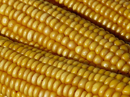 macro photography, three, corn cubs, Corn On The Cob, Corn Kernels, corn, plant, yellow, golden, gaudy, zea mays, culture of maize, kukuruz, colorful, intensive, sweet corn, piston, vegetables, grain, cereals, autumn, still life, close up, macro, public record, food, close-up, healthy eating, vegetable, food and drink, freshness, wellbeing, no people, sweetcorn, full frame, backgrounds, nature, agriculture, crop, outdoors, corn - crop, day, vegetarian food, 2K, CC0, public domain, royalty free