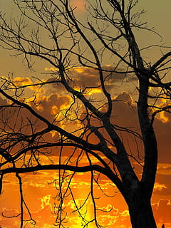 silhouette, tre, d'oro, ora, ora d'oro, tramonto, nuvole, cielo, natura, sole, paesaggio, estate, luce del sole, albero, scena, scenario, colorato, stagione, ardente, autunno, incendio forestale, ramo, pianta, colore arancione, albero nudo, bellezza nella natura, scenics - natura, nessuno, la tranquillità, giallo, Inquadratura dal basso, tronco d'albero, tronco, scena tranquilla, nuvola - cielo, idilliaco, all'aperto, modificare, 2K, CC0, dominio pubblico, privo di copyright