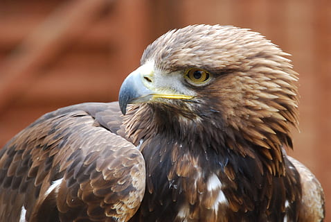 selektiv, Foto fokussieren, braun, Adler, Schnabel, Porträt, Stärke, Falknerei, Vogel, Tier, Tierthemen, Raubvogel, Tierwelt, Tiere in freier Wildbahn, Wirbeltier, Nahansicht, ein Tier, Tierkörperteil, Fokus auf den Vordergrund, Adler - Vogel, keine Leute, Tierkopf, Tag, Weißkopfseeadler, suchen, Habicht - Vogel, Falke - Vogel, Tierauge, 4K, CC0, gemeinfrei, lizenzfrei