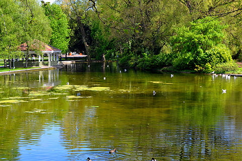 vijver, weerspiegeld, reflectie, zomer, natuur, groen, bomen, park, toneel-, water, boom, meer, rivier-, buitenshuis, rustige scène, landschap, fabriek, schoonheid in de natuur, dag, groei, waterkant, kalmte, ingebouwde structuur, groene kleur, dieren in het wild, dierlijke thema's, dierenleven, vogel, dier, geen mensen, 4K, CC0, publiek domein, royaltyvrij
