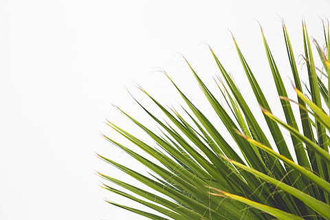 grüne Palmenpflanze, Baum, Pflanze, Grün, Blatt, Weiß, Wand, Palme, Natur, natürlich, frisch, focu, Nahansicht, verwischen, Palmblatt, grüne Farbe, Wachstum, Pflanzenteil, Wedel, tropisches Klima, keine Leute, Schönheit in der Natur, kopieren sie platz, Frische, Tag, draußen, Gras, weißer Hintergrund, Grashalm, 5K, CC0, gemeinfrei, lizenzfrei