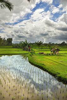 Paddy, Wolken, Wasser, Landwirtschaft, Natur, ländliche Szene, Bauernhof, Reisfeld, Feld, Pflanze, wolke - himmel, Himmel, Schönheit in der Natur, Landschaft, Szenen - Natur, grüne Farbe, Umgebung, Land, Gras, ruhige Szene, Ruhe, Reis - Getreidepflanze, Baum, keine Leute, draußen, 1080P, CC0, gemeinfrei, lizenzfrei