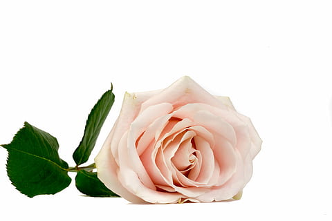 rosa, tre, verde, le foglie, fiore, macro, rosa Rosa, fiori, fioritura, fiore rosa, roseo, sfondo bianco, petalo, ritagliare, natura, testa di fiore, Colore bianco, pianta, bellezza nella natura, freschezza, pianta fiorita, girato in studio, avvicinamento, infiorescenza, copia spazio, fragilità, vulnerabilità, foglia, parte vegetale, nessuno, 5K, CC0, dominio pubblico, privo di copyright