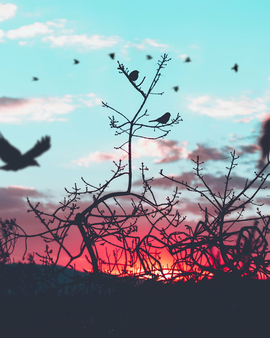 silueta, vol, ocells, nua, arbres, núvols, cel, arbre, planta, animal, volant, arbre nu, hivern, a l'aire lliure, naturalesa, núvol - cel, cap gent, dia, bellesa a la natura, posta de sol, escena tranquil·la, tranquil·litat, escenics - natura, centrar-se en primer pla, branca, escena no urbana, terra, creixement, camp, planta morta, 4K