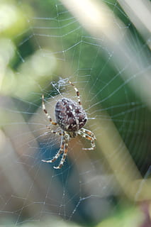 Dreh, Netz, Gartenkreuzspinne, Spinnennetz, Netzspinnen, Fehler, Spinnentiere, Tierthemen, Zerbrechlichkeit, Tier, Nahansicht, wirbellos, Tiere in freier Wildbahn, ein Tier, Fokus auf den Vordergrund, Tierwelt, Insekt, Gliederfüßer, Spinnentier, Spinne, Tag, Verletzlichkeit, Natur, keine Leute, selektiver Fokus, draußen, Komplexität, Tierbein, 2K, CC0, gemeinfrei, lizenzfrei