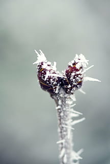 makro, natur, vinter, sne, hvid, knop, kold temperatur, Frosset, plante, tæt på, sårbarhed, blomst, skønhed i naturen, skrøbelighed, ingen mennesker, dag, hvid farve, fokus på forgrunden, friskhed, blomstrende plante, is, snefnug, udendørs, snestorm, blomsterhoved, sner, 4K, CC0, offentligt domæne, royaltyfrie