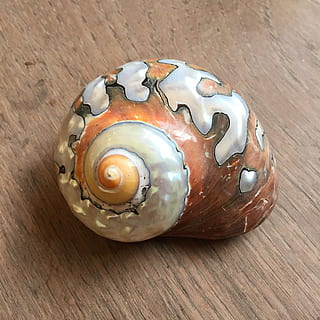 hlemýžď, spirála, zavřít, zvířecí shell, dekorace, moře, dřevo - materiál, stálý život, stůl, detail, nikdo, uvnitř, zvíře, vysoký úhel pohledu, zvířat, jídlo a pití, jeden objekt, svěžest, tvořivost, jídlo, design, vzor, umění a řemesla, zaměřit se na popředí, shell, námořní, 1080P, CC0, veřejná doména, bez autorských práv