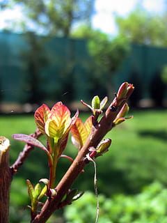 der Puck, Baum, Kirsche, Spinnennetz, Garten, Pflanze, Blume, blühende Pflanze, Wachstum, Zerbrechlichkeit, Schönheit in der Natur, Verletzlichkeit, Fokus auf den Vordergrund, Nahansicht, Frische, Natur, Tag, keine Leute, Blütenblatt, draußen, Blütenkopf, Knospe, Pflanzenstamm, Blütenstand, neues Leben, Pollen, 2K, CC0, gemeinfrei, lizenzfrei