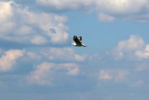 måge, flyvningen, himmel, skyer, skyer form, humør, flyvende, sky - himmel, dyreliv, dyre temaer, fugl, hvirveldyr, dyr, dyr i naturen, lav vinkel visning, et dyr, bevægelse, natur, ingen mennesker, Midt i luften, spredte vinger, dag, dyr kropsdel, udendørs, frihed, fly, 5K, CC0, offentligt domæne, royaltyfrie