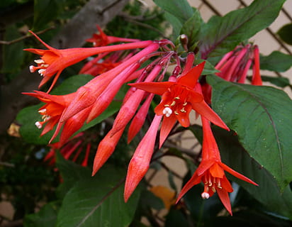 fuchsie, Červené, závěsný, kvetoucí rostlina, květ, rostlina, růst, krása v přírodě, detail, okvětní lístek, svěžest, zranitelnost, rostlinné části, křehkost, list, květu hlavy, květenství, nikdo, Příroda, den, zaměřit se na popředí, botanika, 2K, CC0, veřejná doména, bez autorských práv