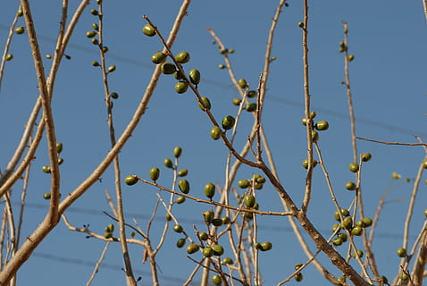 blomme, grene, træ, plante, vækst, natur, ingen mennesker, himmel, tæt på, skyfri himmel, skønhed i naturen, dag, lav vinkel visning, fokus på forgrunden, fisse pil, ro, blå, udendørs, afdeling, sollys, Kvist, grøn farve, piletræ, 4K, CC0, offentligt domæne, royaltyfrie
