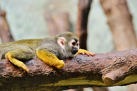 abe, Capuchins, äffchen, capuchin abe, Zoo, tierpark hellabrunn, dyreliv, et dyr, dyre temaer, dyr i naturen, dyr, dag, pattedyr, træ, hvirveldyr, vand, primat, natur, fokus på forgrunden, ingen mennesker, lempelse, afdeling, portræt, 5K, CC0, offentligt domæne, royaltyfrie