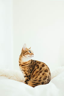 Katze, Sitzung, Polster, erwachsene Bengalkatze, Weiß, Textil-, Bett, allein, Kätzchen, Bengalen, Haustier, katzenartig, Hauskatze, Haustiere, inländisch, Tierthemen, Säugetier, Tier, ein Tier, drinnen, Wirbeltier, Entspannung, Möbel, kopieren sie platz, ausruhen, keine Leute, Schlafen, hinlegen, Whisker, tabby, 5K, CC0, gemeinfrei, lizenzfrei