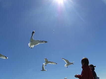 mouettes, voler, bleu, ciel, oiseau, animaux à l'état sauvage, en volant, thèmes animaux, la faune des animaux, groupe d'animaux, animal, vertébré, lumière du soleil, rayon de soleil, faible angle de vue, déployer des ailes, Soleil, la nature, mouette, journée, ciel clair, reflet, en plein air, vol d'oiseaux, 2K, CC0, domaine public, libre de droits