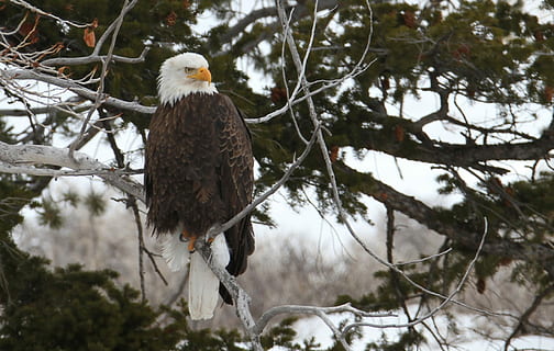 Águila calva, raptor, águila, calvo, posado, pájaro, naturaleza, árbol, ramas, salvaje, americano, símbolo, plumas, dom, cielo, majestuoso, alas, depredador, un animal, fauna animal, animales en la naturaleza, temas de animales, vertebrado, animal, rama, planta, ave de rapiña, águila - pájaro, nadie, día, invierno, temperatura fría, 1080P, CC0, dominio público, libre de derechos