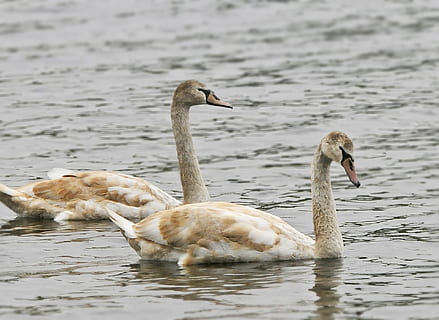 Gänse, Migration, Wandern, Herde, wandernd, Wasservögel, migrieren, Vögel beobachten, Geflügel, Gans, Fauna, Natur, Vogel, Schwan, Tier, See, Tierwelt, Wasser, Feder, Teich, Tierthemen, Tiere in freier Wildbahn, Wirbeltier, Gruppe von Tieren, Ufergegend, Schwimmen, Wasservogel, keine Leute, Tag, Jungtier, Fokus auf den Vordergrund, zwei tiere, Tierfamilie, Cygnet, Gänschen, 1080P, CC0, gemeinfrei, lizenzfrei
