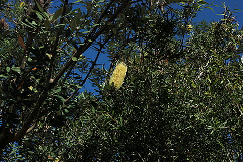 bottlebrush, pohon, alam, flora, dedaunan, brisbane, queensland, callisternon, banksia, menanam, pertumbuhan, warna hijau, daun, tidak ada orang, bagian tanaman, tampilan sudut rendah, keindahan di alam, ketenangan, cabang, hari, di luar rumah, pohon buah, buah, langit, kesegaran, makanan dan minuman, adegan yang tenang, 5K, CC0, domain publik, bebas royalti