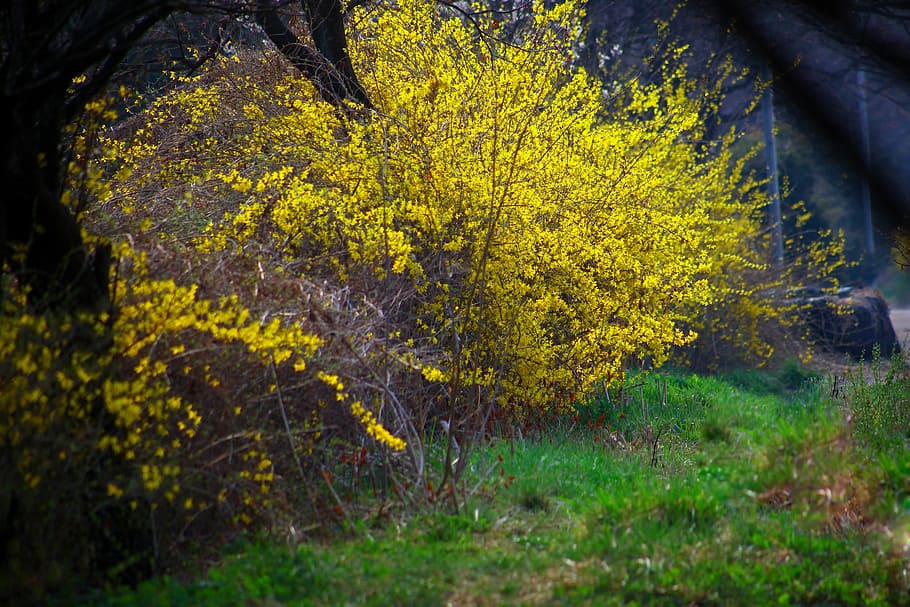 žlutá, listoval, strom, tráva, Příroda, dřevo, list, jaro, forsythia, rostlin, jarní krajina, zelená, žlutý květ, jarní květiny, rostlina, růst, krása v přírodě, kvetoucí rostlina, květ, nikdo, přistát, den, klid, venku, zelená barva, pole, selektivní zaměření, zranitelnost, les, 1080P
