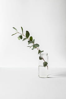 verde, leafed, plantă, Borcan de sticlă, cauciuc fig, clar, vază de sticlă, tijă, frunze, borcan, apă, vază, alb, mod de viata, deco, Acasă, minim, parte a plantelor, în interior, studio shot, fundal alb, natură, creştere, nici o persoana, Culoarea verde, frumusețe în natură, sănătate și medicină, cercetare, prospeţime, conservarea mediului, tubul de testare, elimina, experiment științific, 2K, CC0, domeniu public, fără drepturi de autor