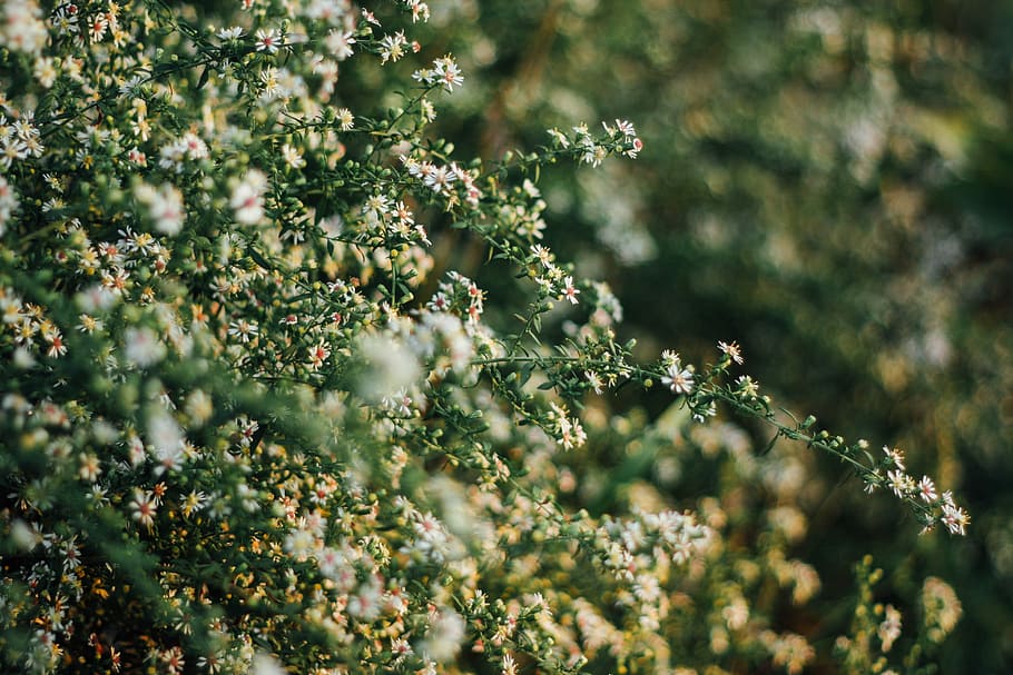fotografia di bokeh, verde, leafed, pianta, macrofotografia, bianca, fiori, ramo, fiore, albero, fiorire, siepe, fioritura, prato, selvaggio, natura, crescita, bellezza nella natura, pianta fiorita, cibo e bevande, parte vegetale, nessuno, freschezza, cibo, foglia, frutta, colore verde, giorno, all'aperto, messa a fuoco selettiva, botanica, primavera, 4K