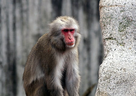 maimuţă, grădină zoologică, prost, babuin, dispozitie, állatportré, majomféle, animale tematice, animal, arhiepiscop, un animal, animale sălbatice, mamifer, animale în sălbăticie, animale vertebrate, portret, macacul japonez, privind camera, nici o persoana, partea corpului animalului, natură, zi, să se concentreze asupra primelor elemente, cap de animal, în aer liber, a închide, 5K, CC0, domeniu public, fără drepturi de autor