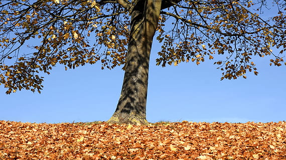 efterår, træ, landskab, park, landskab, parkere, Skov, natur, løv, blade, rød, sæson, oktober, græs, himmel, gul, udendørs, blad, naturlig, sol, afdeling, farverig, orange, landdistrikterne, skyer, lys, farve, november, gylden, levende, naturskøn, scene, landskabet, grene, miljø, sollys, plante, organisk, frodig, dag, trægrene, træ gren, Kvist, tør, landbrug, scenics, træstamme, bagagerum, vækst, skønhed i naturen, ingen mennesker, plante del, jord, ro, blå, lav vinkel visning, lave om, direkte under, 4K, CC0, offentligt domæne, royaltyfrie