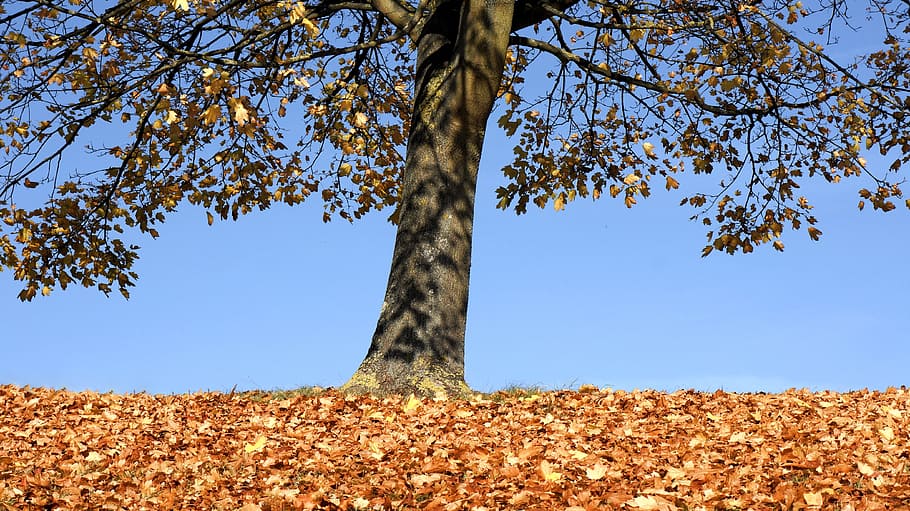 efterår, træ, landskab, park, landskab, parkere, Skov, natur, løv, blade, rød, sæson, oktober, græs, himmel, gul, udendørs, blad, naturlig, sol, afdeling, farverig, orange, landdistrikterne, skyer, lys, farve, november, gylden, levende, naturskøn, scene, landskabet, grene, miljø, sollys, plante, organisk, frodig, dag, trægrene, træ gren, Kvist, tør, landbrug, scenics, træstamme, bagagerum, vækst, skønhed i naturen, ingen mennesker, plante del, jord, ro, blå, lav vinkel visning, lave om, direkte under, 4K