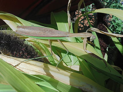 Gottesanbeterin, Insekt, beten, braun, Grün, Fehler, wild, Natur, Blatt, grüne Farbe, Pflanze, Bananenbaum, Wachstum, keine Leute, Pflanzenteil, Nahansicht, Tag, Tierthemen, ein Tier, Schönheit in der Natur, draußen, Tier, Tiere in freier Wildbahn, Tierwelt, Sonnenlicht, Frische, Fokus auf den Vordergrund, Baum, 1080P, CC0, gemeinfrei, lizenzfrei