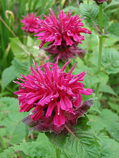 rosado, de Marshall, deleite, monarda, abeja, bálsamo, flor, floración, naturaleza, planta, floral, pétalo, jardín, floreciente, planta floreciendo, fragilidad, vulnerabilidad, belleza en la naturaleza, frescura, crecimiento, de cerca, inflorescencia, cabeza de flor, color rosa, centrarse en primer plano, parte de la planta, hoja, día, nadie, color verde, al aire libre, 2K, CC0, dominio público, libre de derechos