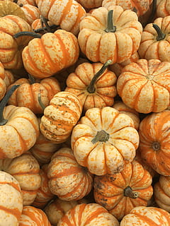 bilde, gresskar mye, falle, oransje, gresskar, årstid, mat og Drikke, høst, mat, bakgrunn, overflod, ingen folk, stor gruppe gjenstander, full ramme, halloween, spise sunt, friskhet, velvære, marked, til salgs, grønnsak, stilleben, detaljhandel, oransje farge, høy vinkel visning, markedet stall, nærbilde, organisk, utendørs, salg, moden, detaljhandel display, 4K, CC0, offentlig domene, opphavsrett gratis
