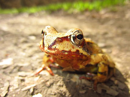 macrofotografia, Marrone, beige, rana, occhi, anfibio, animale, natura, rospo, colore verde, avvicinamento, temi animali, un animale, fauna selvatica, animali allo stato selvatico, vertebrato, concentrarsi sulle conoscenze acquisite, nessuno, giorno, rettile, roccia - oggetto, all'aperto, messa a fuoco selettiva, luce del sole, solido, roccia, testa di animale, occhio animale, 1080P, CC0, dominio pubblico, privo di copyright