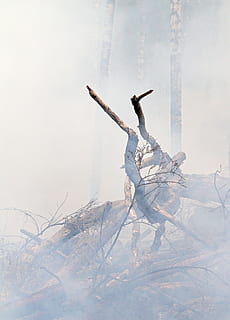 bruin drijfhout, brandend, brand, Bos, heet, rook, bomen, koude temperatuur, winter, sneeuw, natuur, dag, boom, geen mensen, fabriek, land-, menselijke representatie, kale boom, hemel, buitenshuis, volledige lengte, mist, bevroren, kalmte, vertegenwoordiging, veld-, digitale composiet, opgeheven armen, dode plant, 4K, CC0, publiek domein, royaltyvrij