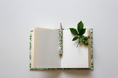 green, leaves, open, book page, booklet, book, notebook, write down, leave, diary, enter, notes, note, paper, untitled, blank, writing tool, empty, writing utensil, office supplies, books, pitched, office utensils, macro photo, close, publication, plant part, leaf, studio shot, copy space, indoors, no people, note pad, plant, green color, directly above, nature, white background, education, simplicity, creativity, herb, 5K, CC0, public domain, royalty free