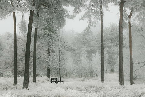bruin, zitbank, binnen, Bos, winter, sneeuw, natuur, wit, landschap, boom, koude, seizoen, toneel-, koude temperatuur, weer, bos-, sneeuwen, geen mensen, fabriek, schoonheid in de natuur, land-, kalmte, dag, rustige scène, boomstam, romp, milieu, groei, scenics - natuur, buitenshuis, 5K, CC0, publiek domein, royaltyvrij