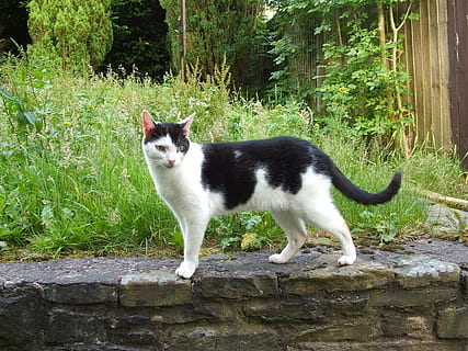 Katze, Kater, Haustiere, Haustier, Tiere, Hauskatze, Garten, Gras, inländisch, Säugetier, Tierthemen, ein Tier, Tier, Pflanze, Wirbeltier, katzenartig, Tag, Stehen, Natur, Baum, in voller Länge, keine Leute, Porträt, draußen, Whisker, 1080P, CC0, gemeinfrei, lizenzfrei