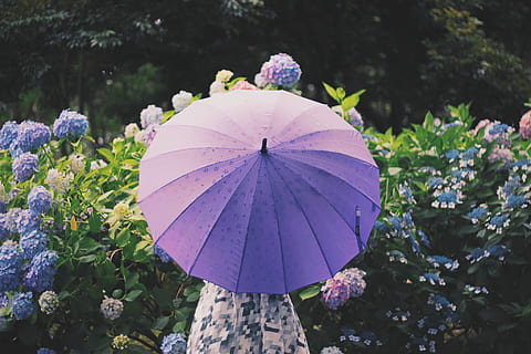 viola, ombrello, donne, natura, fiore, all'aperto, estate, multicolore, giorno, nessuno, pianta, pianta fiorita, avvicinamento, bellezza nella natura, fragilità, vulnerabilità, crescita, freschezza, concentrarsi sulle conoscenze acquisite, colore rosa, testa di fiore, petalo, infiorescenza, parte vegetale, 1080P, CC0, dominio pubblico, privo di copyright