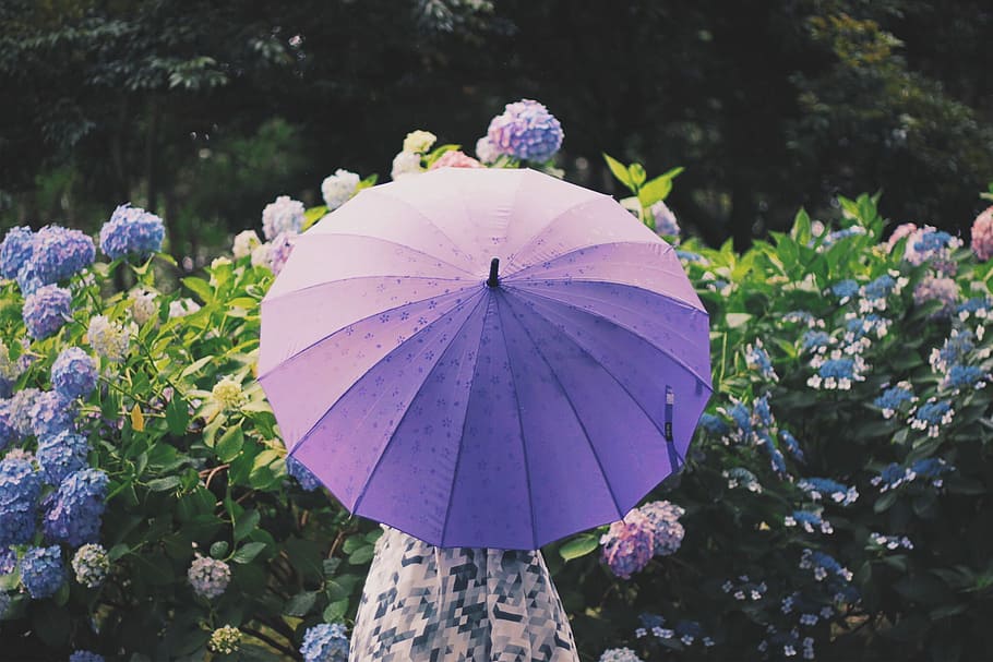 viola, ombrello, donne, natura, fiore, all'aperto, estate, multicolore, giorno, nessuno, pianta, pianta fiorita, avvicinamento, bellezza nella natura, fragilità, vulnerabilità, crescita, freschezza, concentrarsi sulle conoscenze acquisite, colore rosa, testa di fiore, petalo, infiorescenza, parte vegetale, 1080P
