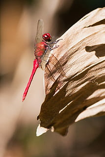 rosso, libellula, foglia, Marrone, giorno, roccia, pietra, insetto, Ali, macro, selvaggio, natura, dragon fly, temi animali, invertebrato, animale, fauna selvatica, animali allo stato selvatico, un animale, avvicinamento, ala animale, concentrarsi sulle conoscenze acquisite, pianta, all'aperto, bellezza nella natura, nessuno, fragilità, vulnerabilità, 4K, CC0, dominio pubblico, privo di copyright