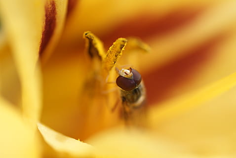insectă, macro, hover fly, daylily, galben, vară, închide, natură, arbust, gartenstaude, grădină, floare, pistil, plantă, nevertebrat, planta cu flori, animale tematice, animale sălbatice, animal, un animal, animale în sălbăticie, petală, frumusețe în natură, a închide, fragilitate, cap de floare, selectiv, prospeţime, vulnerabilitate, nici o persoana, polen, polenizare, 4K, CC0, domeniu public, fără drepturi de autor