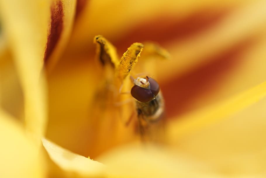insecte, macro, volar volar, diament, groc, estiu, tancar, naturalesa, arbust, gartenstaude, jardí, flor, pistil, planta, invertebrat, planta amb flors, temes d'animals, fauna animal, animal, un animal, animals a la natura, pètal, bellesa a la natura, primer pla, fragilitat, cap de flor, enfocament selectiu, frescor, vulnerabilitat, cap gent, pol·len, polinització, 4K