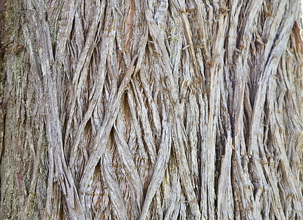 Texture, Bark, Wood, Pattern, Brown, rough, trunk, natural, old, weathered, full frame, backgrounds, nature, textured, no people, agriculture, tree, tree trunk, day, plant, close-up, outdoors, abundance, large group of objects, plant bark, wood - material, natural pattern, 2K, CC0, public domain, royalty free